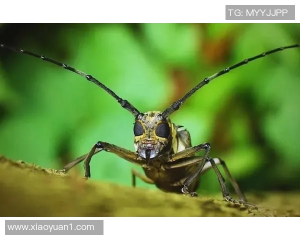 探索3D天牛红五图库的魅力与奥秘，揭示数字艺术的无限可能性与创作灵感